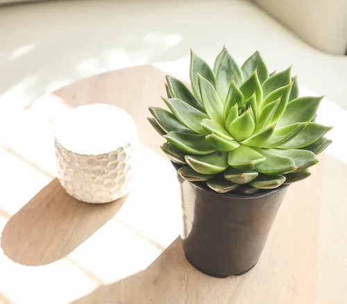 Vista 14 de Suculentas Echeveria de 1 cuarto de galón, 4 unidades, suculentas vivas recuerdos de fiesta en macetas suculentas, plantas suculentas vivas plantas