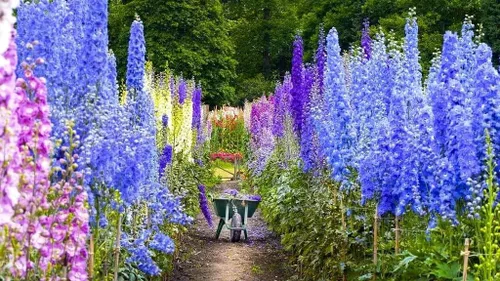 Vista 8 de Blue Delphinium Larkspur - Semillas de flores altas variadas de más de 30 semillas sin OMG para cultivar