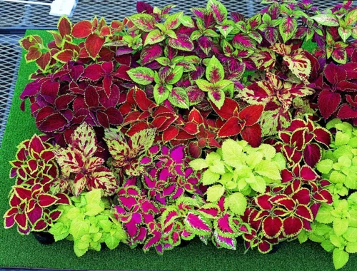 Vista 5 de Seeds Coleus Mix - Orgánico
