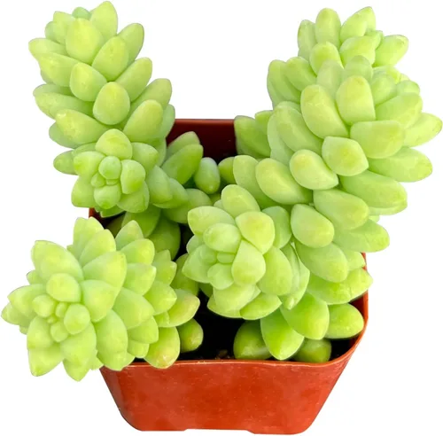 Vista 3 de Sprout N Green Colección de suculentas coloridas, 3 plantas suculentas vivas totalmente enraizadas en maceta de inicio de 2 pulgadas, decoración