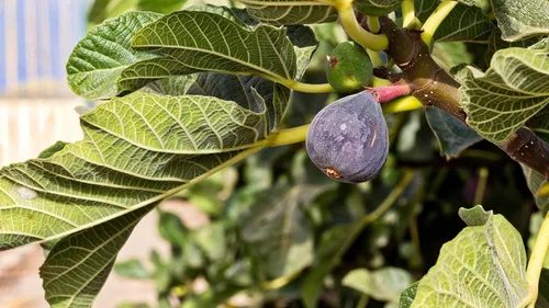Vista 9 de Planta de Higo Black Mission (Paquete de 4) Planta frutal viva para plantar Cultive sus propios higos dulces y jugosos en casa Árbol fácil