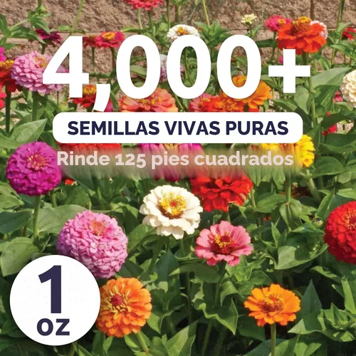 Vista 2 de Zinnia Cut & Come Again Mix - Paquete grande de 1 onza - 4,000 semillas de flores para plantar - Zinnia elegans