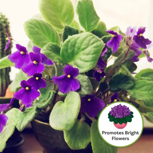 Vista 2 de Perfect Plants Sustrato para macetas de violeta africana de 2 cuartos Mezcla de plantas orgánicas perfectamente elaboradas para violetas