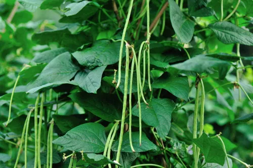 Vista 9 de Semillas de frijoles largos para plantar, 1.06 oz, aproximadamente 120 semillas de vegetales asiáticos, frijoles chinos de yardas, una alternativa