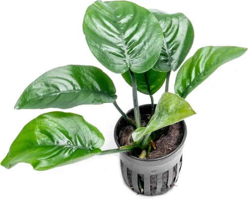Vista 29 de SubstrateSource Plantas vivas – Anubias Hastifolia (Anubias hastifolia) – Luz baja a moderada, hojas en forma de flecha de color verde medio a