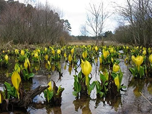 Vista 7 de 10 semillas de flor de col lysichiton americanus mofeta húmeda de lysichiton amarillo
