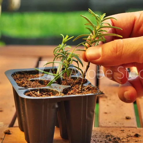 Vista 3 de Doff Planta y esquejes del polvo de enraizamiento de la hormona 2.65 oz Dibber Pack Rootings Power