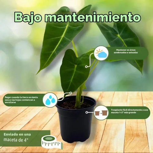 Vista 5 de BubbleBlooms Terciopelo verde, Alocasia Frydek, Micholitziana en una maceta de 4 pulgadas