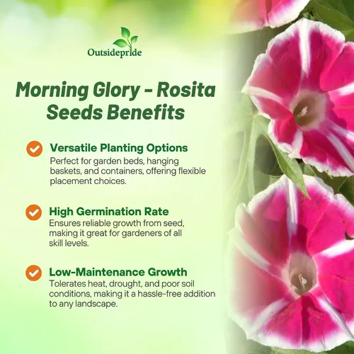 Vista 3 de Outsidepride Rosita Morning Glory Seeds - 50 unidades Semillas de flores anuales, trepadoras y enredaderas para plantar grandes flores rojas