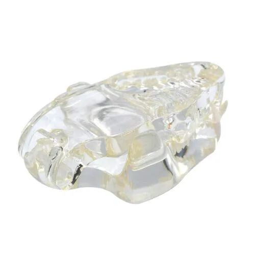 Vista 6 de Modelo de dientes felinos de resina transparente Felidae,Modelo de dientes de gato,Modelo de dentición de gato