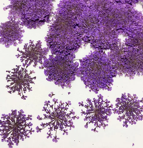 Vista 8 de 12 piezas de girasoles amarillos brillantes, flores secas prensadas reales y naturales para arte con resina y manualidades DIY