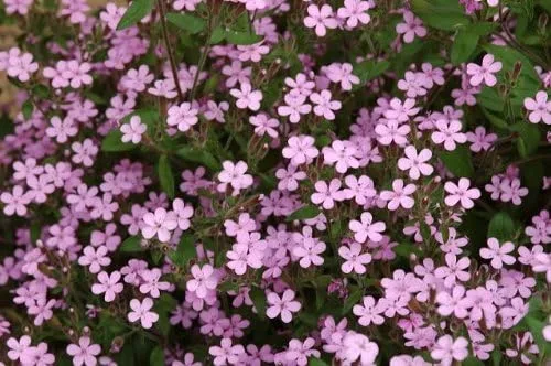 Vista 2 de 500 Semillas de flores de Saponaria Ocymoides Pink Rock