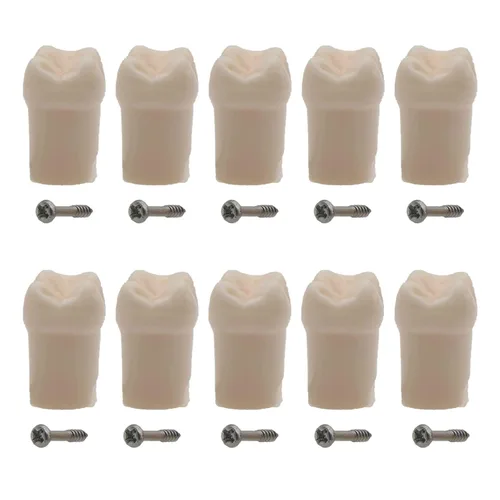 Vista 12 de Modelo de estudio de dientes de práctica de Typodont dental, modelo de estudio, dientes de repuesto individual, enseñanza de estudiantes
