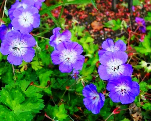 Vista 5 de Semillas de flores de geranio mixto Planta Perenne Floración Jardín Hogar - 20 piezas Semillas