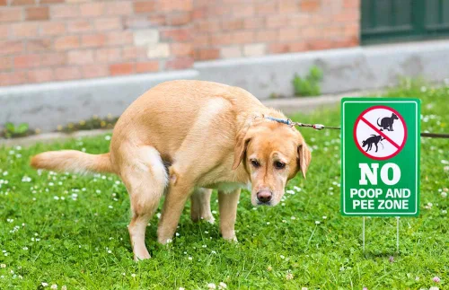 Vista 3 de WaaHome Cartel de perro "No Poop and Pee", 8 x 12 pulgadas, letrero