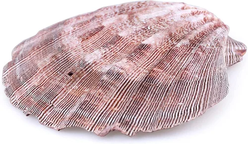 Vista 4 de PPCLION 4 unidades de 5 pulgadas grandes conchas de vieira marrón pata de león para hornear conchas marinas