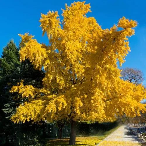 Vista 3 de Ginkgo Tree - Planta viva en maceta de cuarto de galón, planta de árbol de ginkgo bien enraizada, lista para crecer, árbol de ginkgo de 1 a 2 años