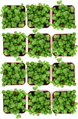 Vista 2 de Shop Succulents String of Pearls - Maceta suculenta de 2 pulgadas, paquete de 12