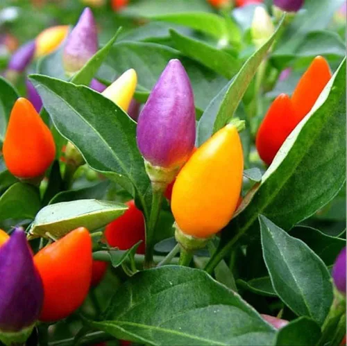 Vista 4 de Más de 50 semillas de pimiento picante ornamental para mascarada, mezcla de verduras