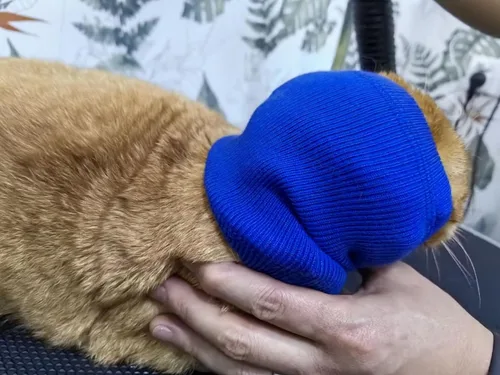 Vista 3 de Snood para gatos (paquete de 6), protección para la cabeza, hematoma, envoltura para las orejas, polaina para el cuello para gatos, azul, S