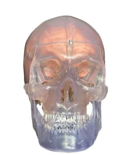 Vista 3 de Medical Anatomical Human Classic Modelo de calavera transparente 3 piezas con modelo cerebral de 8 partes, tamaño real