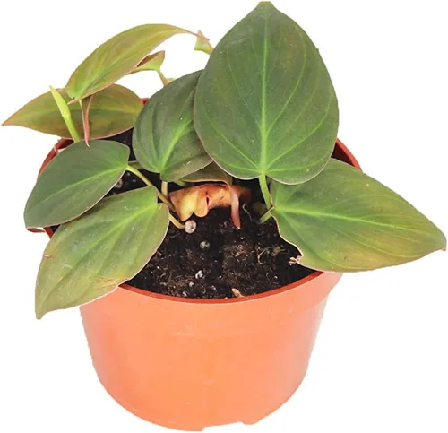 Vista 6 de Philodendron Bipennifolium Aurea - Maceta de 4" de California Tropicals