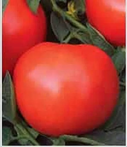 Vista 2 de Semillas de tomate híbridas Phoenix, tipo arbusto rara vez necesita replanteo (10 - semillas)