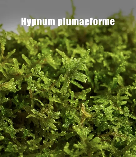 Vista 8 de Musgo Hypnum vivo real (20,3 cm x 20,3 cm) – Musgo natural en lámina para terrarios, bonsáis, hábitats de reptiles y jardines de hadas