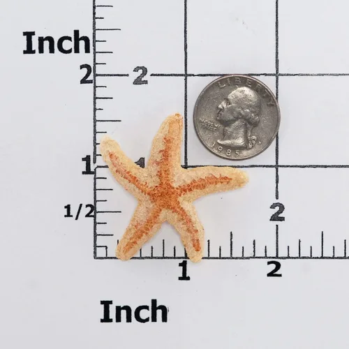 Vista 2 de Small Starfish Silicone Mold Food Safe Fondant, Chocolate, Candy, Resin, Polymer Clay, Epoxy.