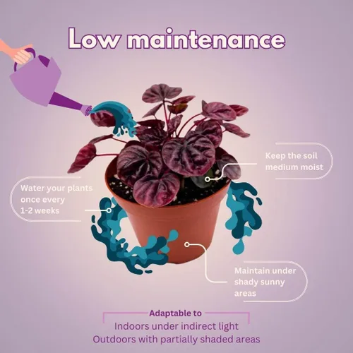 Vista 4 de BubbleBlooms Peperomia Ondulación Esmeralda Roja en una olla de 4 pulgadas Pep Caperata