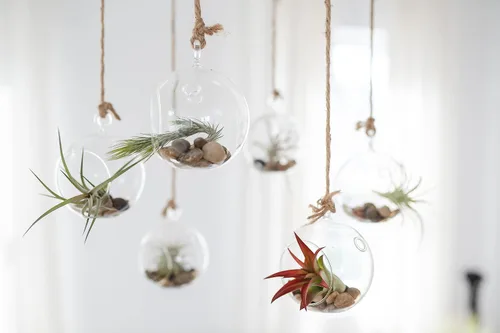 Vista 6 de Air Plant Shop Paquete de 5 XL Tillandsia Abdita Brachycaulos - Venta al por mayor y a granel - Suculentas - Tillandsia viva - Plantas