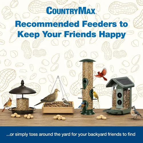 Vista 6 de CountryMax Backyard Seeds Semillas de Girasol de Aceite Negro (10 libras) Thin Shells, Cardinal Favorite, High Energy & USA Sourced. For Ground