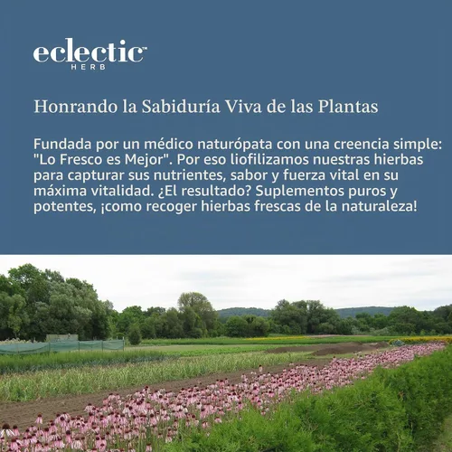 Vista 8 de Hierba ecléctica, cápsulas concentradas de apoyo hepático, desintoxicación, 45 CT, 400 mg