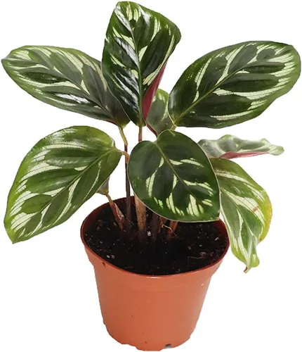Vista 3 de Serpiente de cascabel Calathea -2.5'' de California Tropicals
