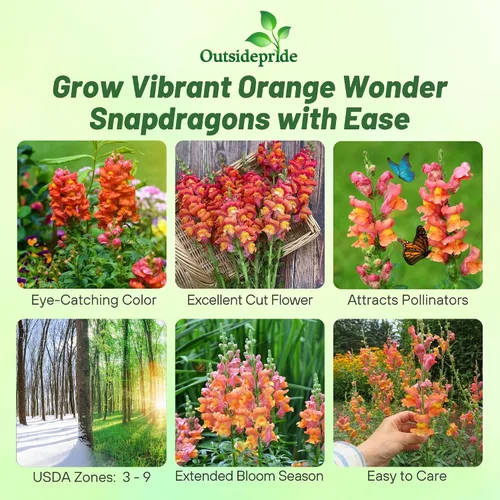 Vista 2 de Outsidepride 5000 semillas anuales de flores de dragón naranja para plantar