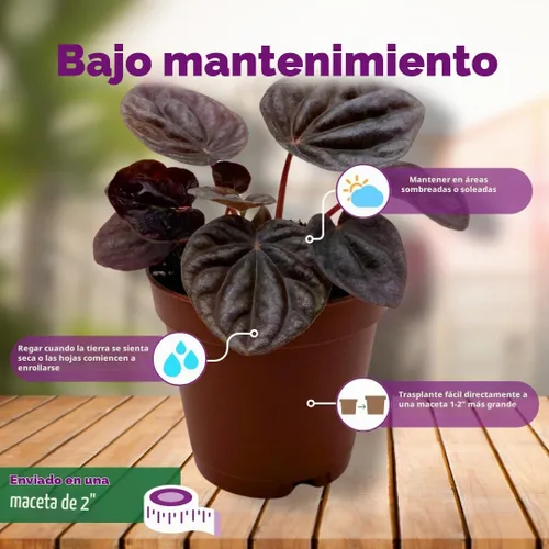 Vista 5 de BubbleBlooms Peperomia caperata roja, ondulación esmeralda roja, escarcha, platino, en una maceta de 2 pulgadas Tiny Mini Pixie Plant