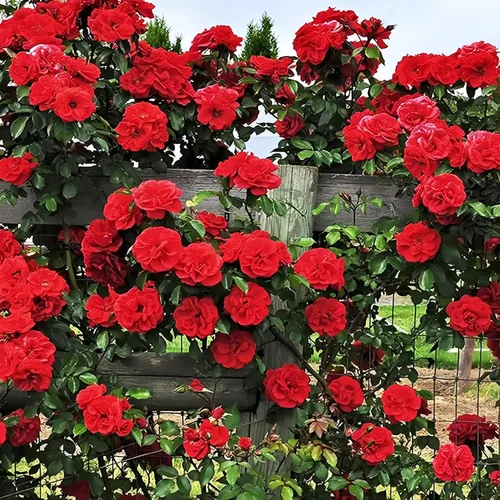 Vista 4 de 260 semillas de rosas trepadoras para plantar, ideales para jardineros de bricolaje, plantación de balcón y embellecimiento del hogar, flores