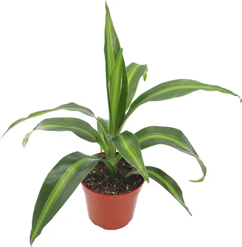 Vista 6 de Dracaena Combo - 4'' de California Tropicals