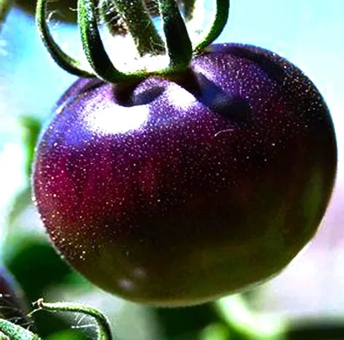 Vista 2 de Semillas de tomate morado raras 30+ semillas para plantar tomate indeterminado