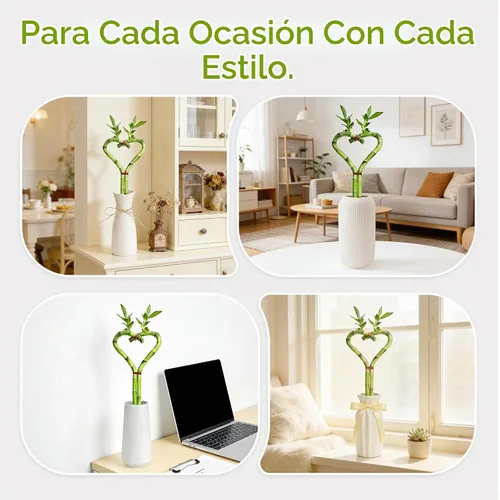 Vista 4 de Bambú de la suerte en forma de corazón, planta de interior viva de 12 pulgadas, arreglo de corazón de doble tallo, regalo ideal para cumpleaños