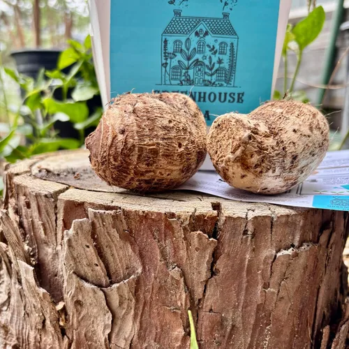 Vista 2 de Bombillas vivas Colocasia oreja de elefante enorme hoja Esculenta oreja de elefante Taro Gabi Kalo Eddo Bulbos listos para cultivar planta de jardín