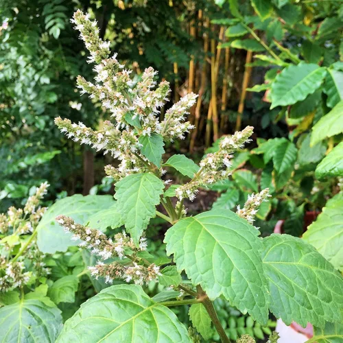 Vista 6 de Palm Beach Medicinal Herbs - Pachulí (Pogostemon cablin) - Paquete de 30 Semillas