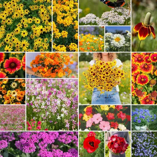 Vista 7 de Eden Brothers Todas las semillas anuales mixtas de flores silvestres para plantar, 1 onza, semillas con girasol, manta india, lino escarlata Atrae