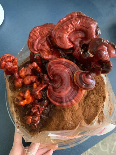 Vista 3 de Mushroom Man LLC, Kit de hongos Reishi - Kit de cultivo para interiores.