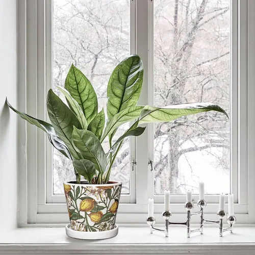 Vista 4 de Macetas decorativas de 5.5 pulgadas, macetas redondas de cerámica para plantas de interior con orificios de drenaje y platillos, macetas de flores
