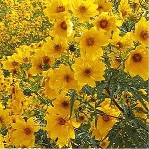 Vista 4 de Caléndula del pantano - Las flores brillantes de oro amarillo volverán a sembrar (25 - Semillas)