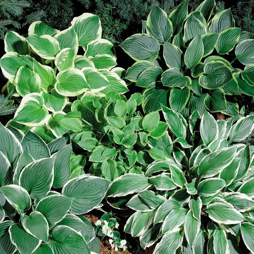 Vista 6 de Outsidepride Hosta American Seeds - 50 unidades. Perenne, fácil de cultivar y de bajo mantenimiento, semillas de flores para plantar follaje mixto