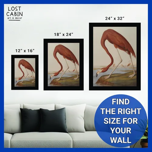 Vista 6 de Lost Cabin American Flamingo por James Audubon Impresión en marco biselado negro Reproducción de pintura de obras de arte finas Póster