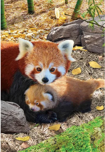 Vista 2 de EuroGraphics - Rompecabezas Pandas rojos