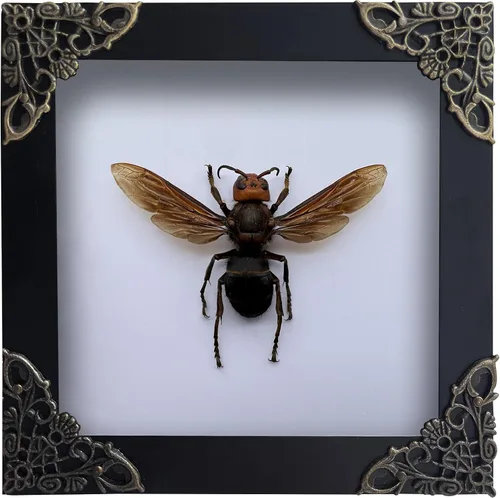 Vista 151 de 2 Real Dragonfly Specimens Shadow Box Framed Insect Display Oddities Curiosities Entomology Collection Natural History Wall Decor Gift for Nature